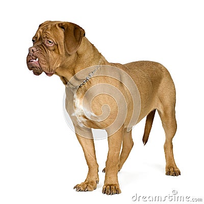 Dogue de Bordeaux (10 months) Stock Photo