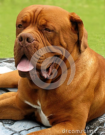 Dogue de Bordeaux Stock Photo