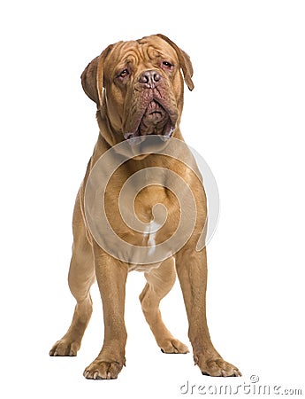 Dogue de Bordeaux (13 months) Stock Photo