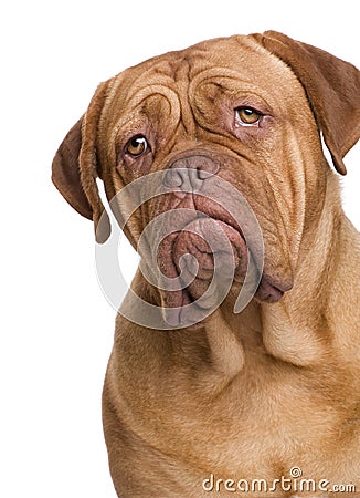 Dogue de Bordeaux (2 years) Stock Photo