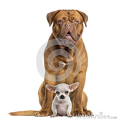 Dogue de Bordeaux and baby Chihuahua sitting, facing, isolated Stock Photo