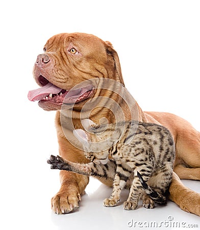 Dogue de Bordeaux and Bengal cat Stock Photo