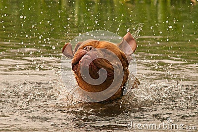 Dogue De Bordeaux dog having good shake Stock Photo