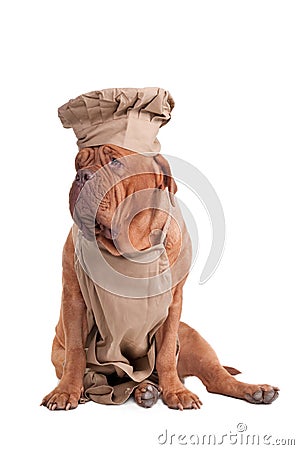 Dogue de bordeaux dressed like chef isolated Stock Photo