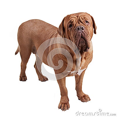 Dogue de Bordeaux/ French Mastiff Stock Photo