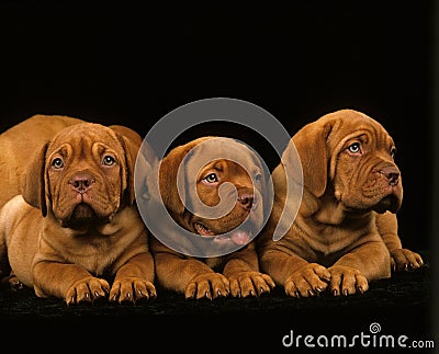 Bordeaux Mastiff Dog, Puppies laying against Black Background Stock Photo