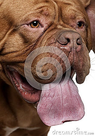Dogue de Bordeaux panting, 2 years old Stock Photo