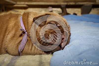 Dogue de Bordeaux - Puppies - Age 11 days Stock Photo