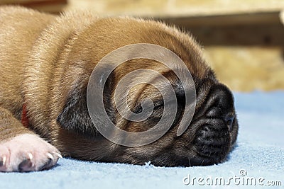 Dogue de Bordeaux - Puppies - Age 11 days Stock Photo