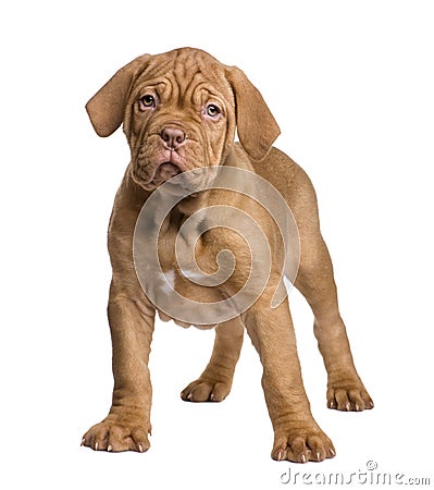 Dogue de Bordeaux puppy (2 months) Stock Photo