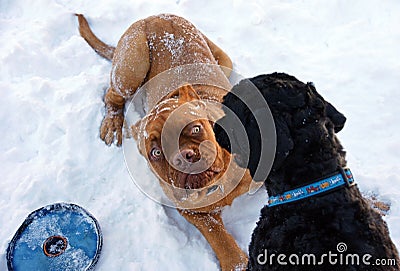 Dogue de Bordeaux Puppy Stock Photo