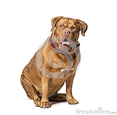 Dogue de Bordeaux wearing a brown collar dog sitting in front Stock Photo