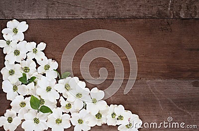 Dogwood Blossom Background Stock Photo