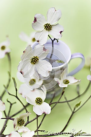 Dogwood blossoms Stock Photo