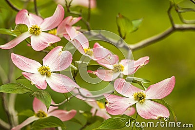 Dogwood Blossoms Stock Photo