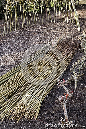 Dogwood Coppicing and weaving Stock Photo