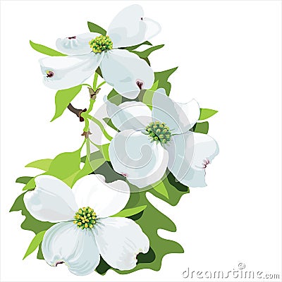 Dogwood (Cornus florida) Vector Illustration