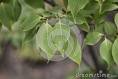 Dogwood Eddies White Wonder Stock Photo