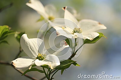 Dogwood flower Stock Photo