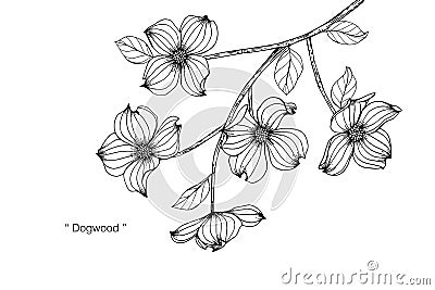 Dogwood flower drawing illustration. Black and white with line art. Vector Illustration