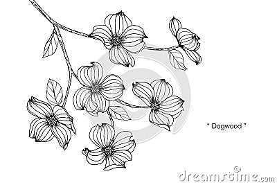 Dogwood flower drawing illustration. Black and white with line art. Vector Illustration