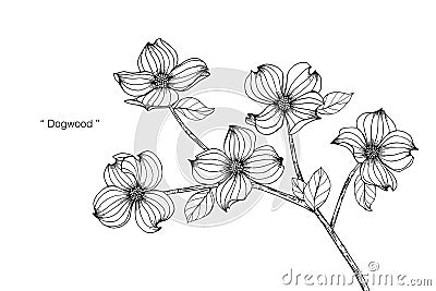 Dogwood flower drawing illustration. Black and white with line art. Vector Illustration