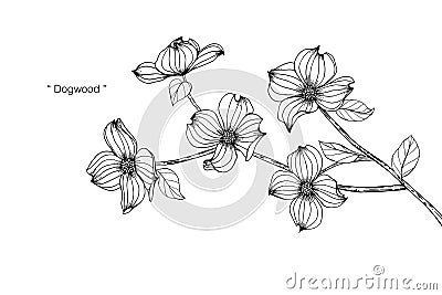 Dogwood flower drawing illustration. Black and white with line art. Vector Illustration