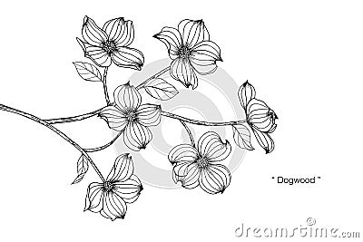 Dogwood flower drawing illustration. Black and white with line art. Vector Illustration