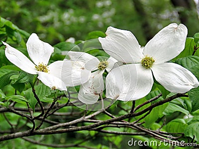 Vienna dogwood flower 2016 Stock Photo