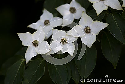 Dogwood Flowers Stock Photo