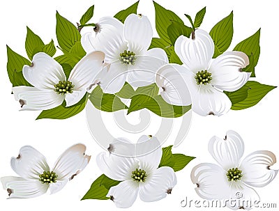 Dogwood flowers Vector Illustration