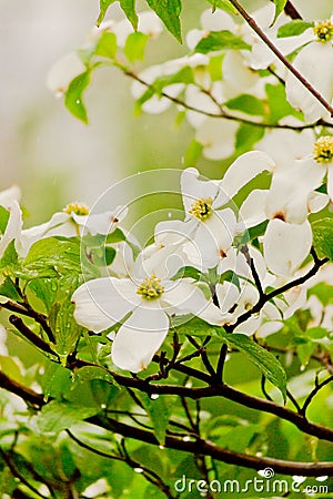 Dogwood Flowers Stock Photo