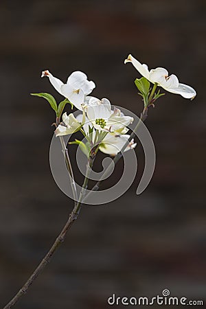 Dogwood Stem Against A Dark Blurred Background Stock Photo