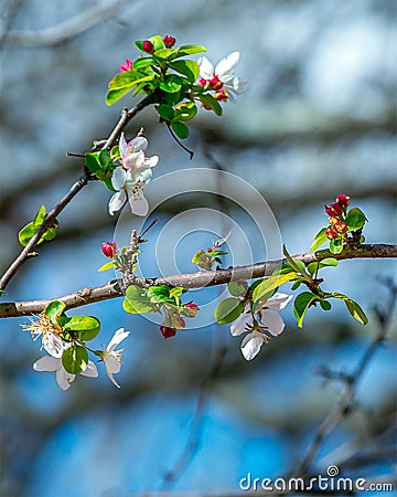 Dogwood Tree Blossoms Stock Photo