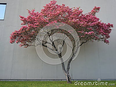 Dogwood tree with showy and bright pink biscuit-shaped flowers and green leaves on white wood background Stock Photo