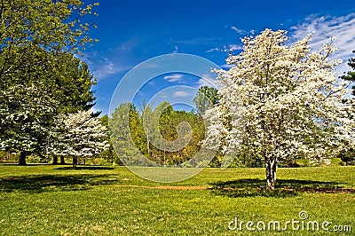 Dogwood Trees in Bloom Stock Photo