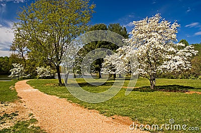 Dogwood Trees in Bloom Stock Photo