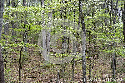 Dogwoods blooming in the landscape of the Smokies. Stock Photo