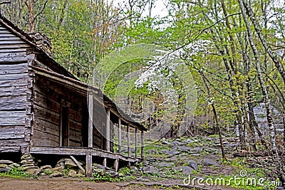 Dogwoods are blooming around the Bud Ogle Place in the Smokies. Stock Photo