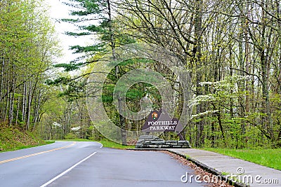 Dogwoods blooming in the landscape of the Smokies. Stock Photo