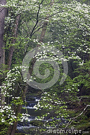 Dogwoods In Smoky Mountain National Park Stock Photo