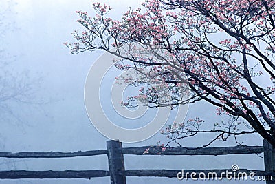 Dogwoods and split rail fence in spring fog, Monticello, Charlottesville, VA Stock Photo