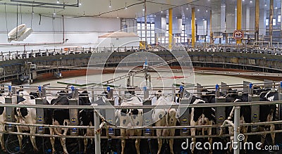 Doha, Qatar- March 03,2022 : Multiple cows at smart milking machine at a dairy farm Editorial Stock Photo