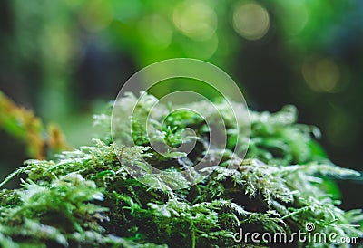 The Doi Ang Ka Nature Study Route in Chiang Mai is an evergreen forest filled with ferns, mosses and many mushrooms. Stock Photo