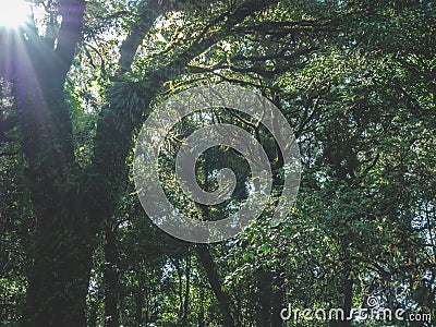 The Doi Ang Ka Nature Study Route in Chiang Mai is an evergreen forest filled with ferns, mosses and many mushrooms. Stock Photo