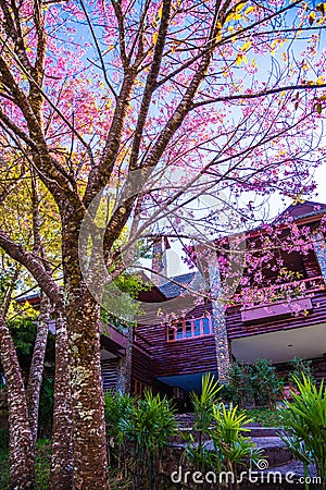 Doi Pha Tang palace with cherry blossom tree Stock Photo