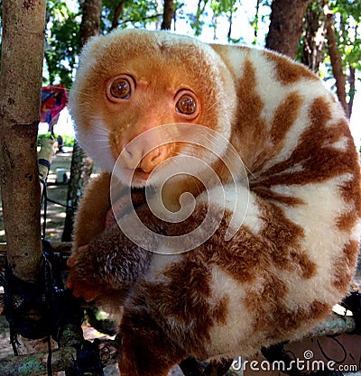 Doini Island, Papua New Guinea. Stock Photo