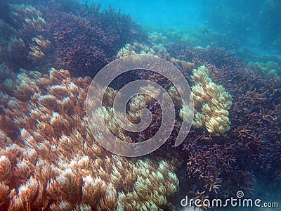 Doini Island, Papua New Guinea. Stock Photo