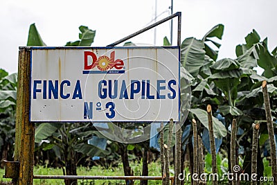 Dole banana plantation in Costa RIca Editorial Stock Photo