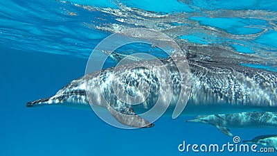 Dolfijnen. ringdolfijn. stenella longirostris is een kleine dolfijn die in tropische kustwateren over de hele wereld leeft .. Dolfijnen. ringdolfijn. stenella longirostris is een kleine dolfijn die in tropische kustwateren over de hele wereld leeft ..